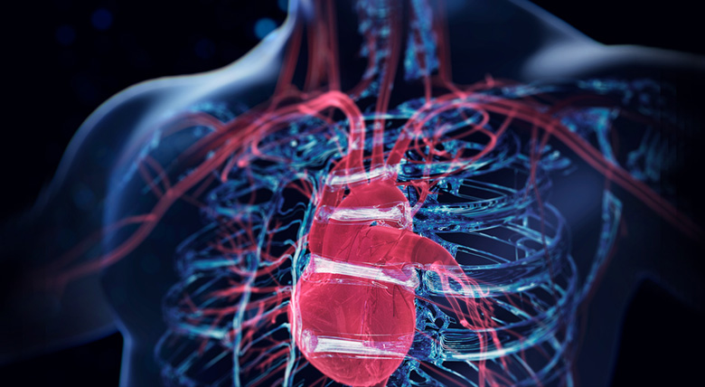 A 3D model shows the inside of a person's chest with their heart and veins glowing.