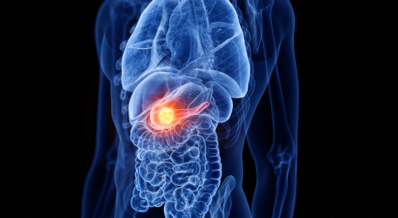 3D rendering of a torso highlighting the pancreas