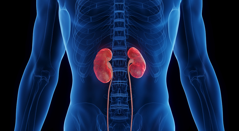 Image of kidneys