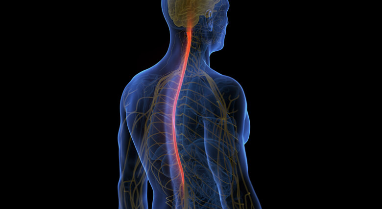 Spinal cord illustration