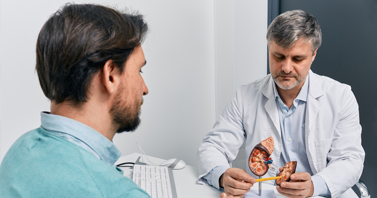 A doctor shows a prostate model to a patient.