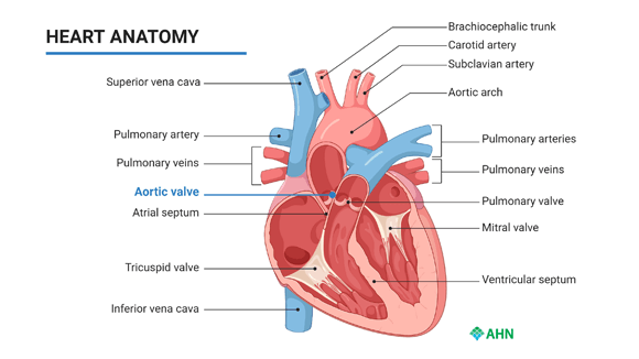 diagram of heart anatomy