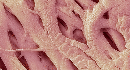 A microscopic image of blood vessels.