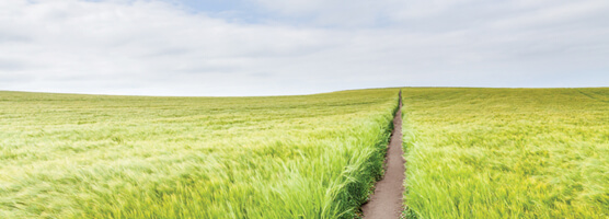 A grassy field on a clear day with a path going off into the horizon 